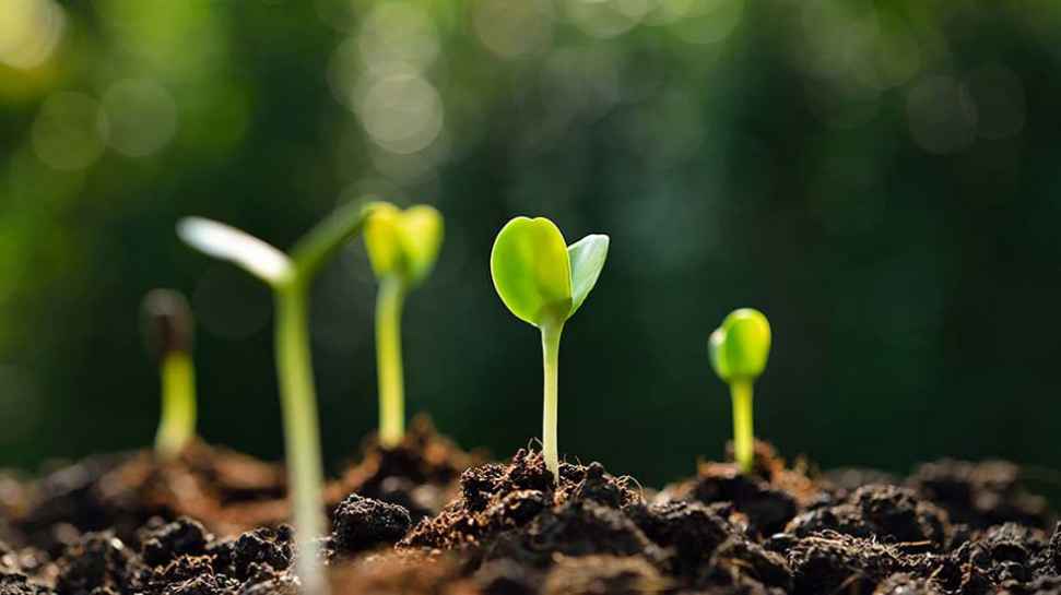 planting-the-seed-16-9.jpg