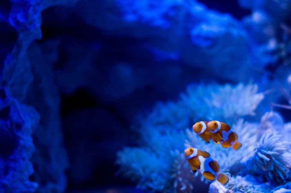 Clownfish conservation program
