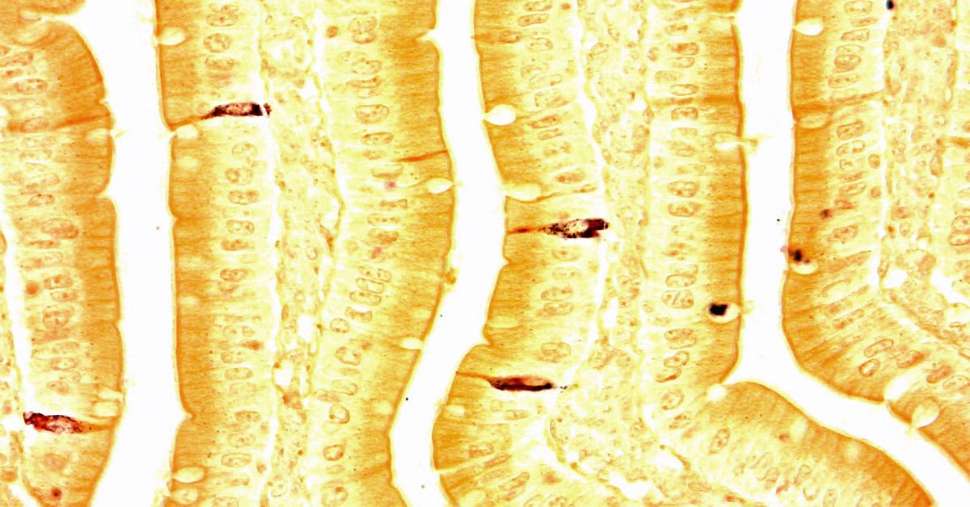 Cracking the code of gut-brain communication