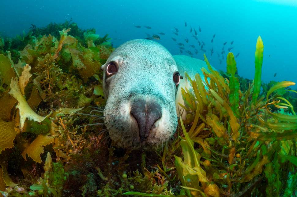 endangered australian sealion getty.jpg