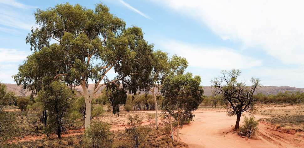 Professor Richard Reed