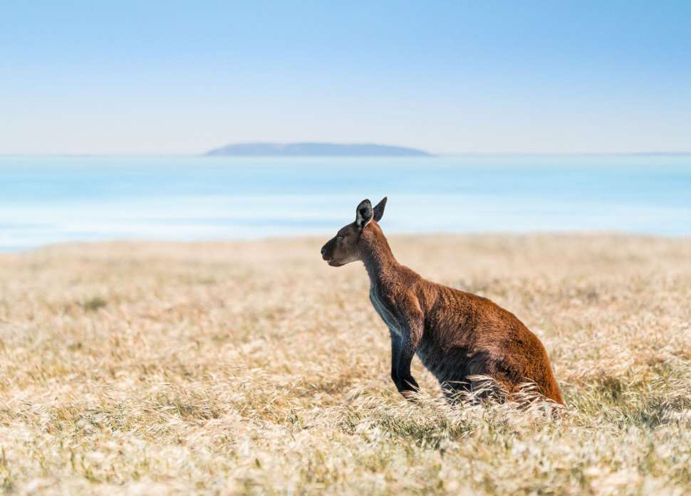 Kangaroo at Kangaroo Island