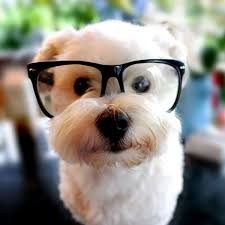 This is a dog with glasses on